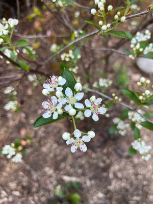 Shrubs