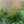 Tufted Hairgrass (Deschampsia cespitosa)
