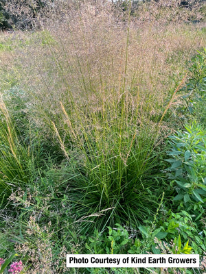 Tufted Hairgrass (Deschampsia cespitosa)