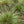 Tufted Hairgrass (Deschampsia cespitosa)
