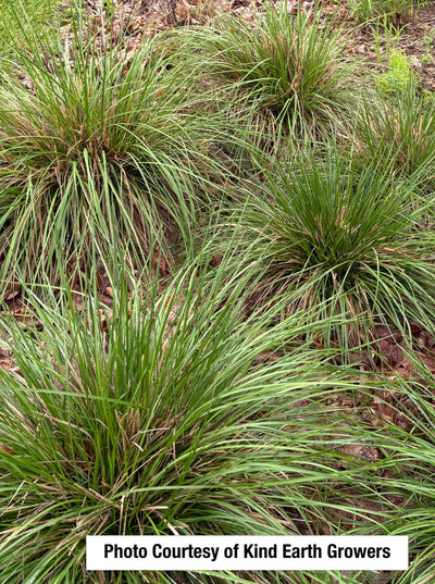 Tufted Hairgrass (Deschampsia cespitosa)