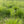 Tufted Hairgrass (Deschampsia cespitosa)