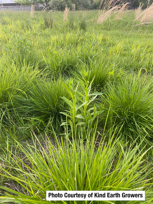 Tufted Hairgrass (Deschampsia cespitosa)