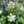 Broadleaf Meadowsweet (Spiraea latifolia) — 1 Gallon