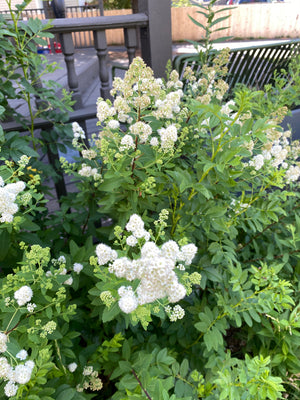 Broadleaf Meadowsweet (Spiraea latifolia) — 1 Gallon