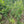 Sweet Pepperbush (Clethra alnifolia) — 1 Gallon