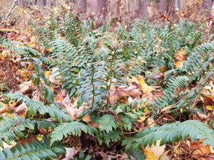 Christmas Fern (Polystichum acrostichoides)