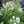 Broadleaf Meadowsweet (Spiraea latifolia) — 1 Gallon