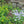 Woodland Phlox (Phlox divaricata)