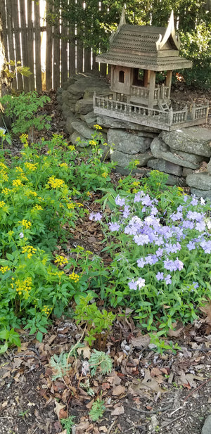 Woodland Phlox (Phlox divaricata)