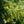 Wreath Goldenrod (Solidago caesia)