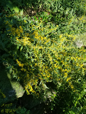 Wreath Goldenrod (Solidago caesia)