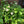 Ninebark (Physocarpus opulifolius) —1 gallon