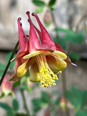 Eastern Columbine (Aquilegia canadensis)