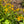 Golden Ragwort (Packera aurea)