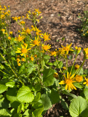 Golden Ragwort (Packera aurea)