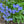 Jacob's Ladder (Polemonium reptans)