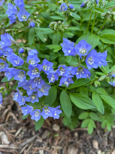 Jacob's Ladder (Polemonium reptans)