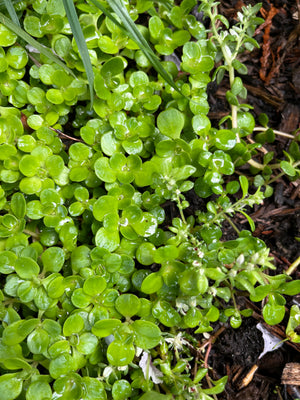 Woodland Stonecrop (Sedum ternatum)