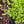 Woodland Stonecrop (Sedum ternatum)