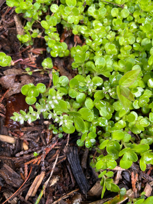Woodland Stonecrop (Sedum ternatum)