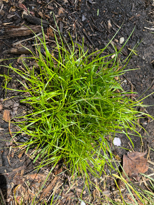 Dry Shade Garden Expanded (15 Plants)