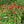Scarlet Beebalm (Monarda didyma)