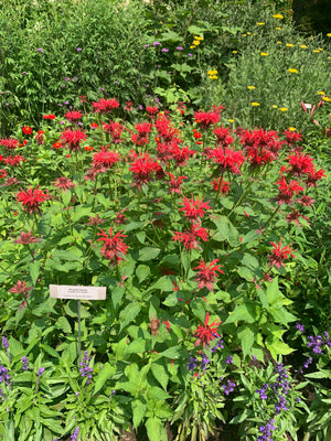 Scarlet Beebalm (Monarda didyma)