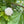 Ninebark (Physocarpus opulifolius) —1 gallon