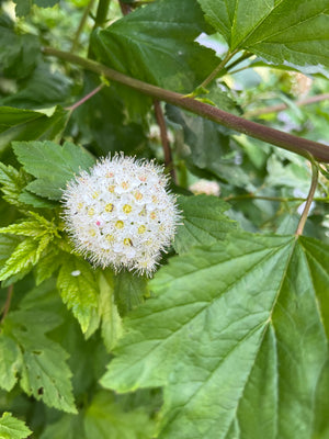 Ninebark (Physocarpus opulifolius) —1 gallon