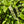 Virginia Sweetspire (Itea virginica) — 1 Gallon