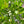 Inkberry Holly (Ilex glabra)