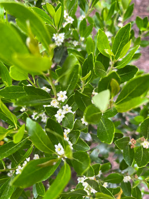 Inkberry Holly (Ilex glabra)