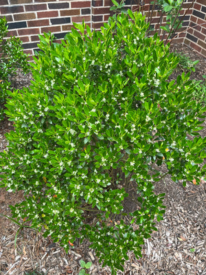 Inkberry Holly (Ilex glabra)