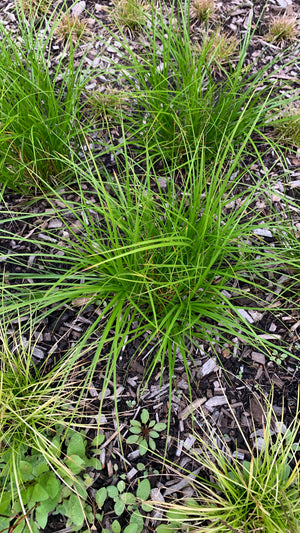 Dry Shade Garden (9 Plants)