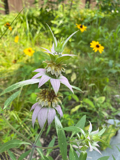 Spotted Bee Balm (Monarda punctata)