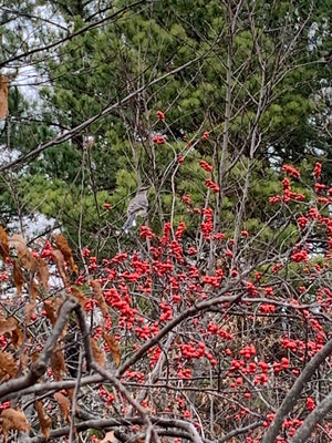 Winterberry Holly (Ilex verticillata) — 1 Gallon