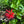 Scarlet Beebalm (Monarda didyma)