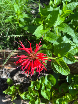 Scarlet Beebalm (Monarda didyma)
