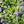 Blue Mistflower (Conoclinium coelestinum)