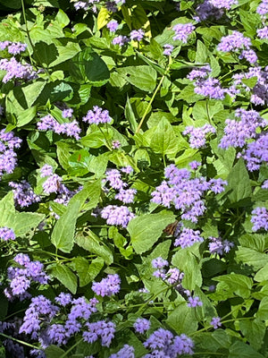 Blue Mistflower (Conoclinium coelestinum)