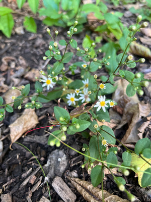 White Wood Aster (Eurybia divaricata)
