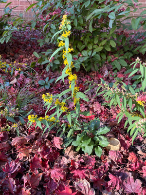 Wreath Goldenrod (Solidago caesia)