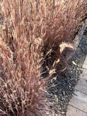 Little Bluestem (Schizachyrium scoparium)