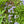 Jacob's Ladder (Polemonium reptans)
