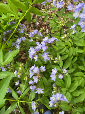 Jacob's Ladder (Polemonium reptans)