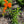 Butterfly Milkweed (Asclepias tuberosa)
