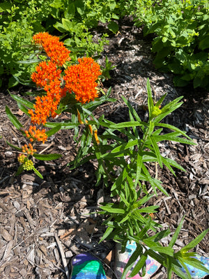 Butterfly Milkweed (Asclepias tuberosa)