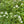 Virginia Mountain Mint (Pycnanthemum virginianum)