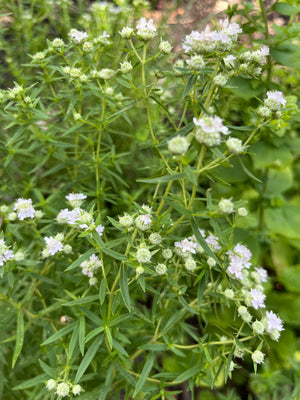 Virginia Mountain Mint (Pycnanthemum virginianum)